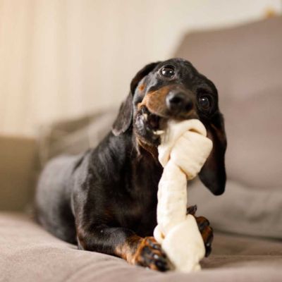 accessori per animali messina