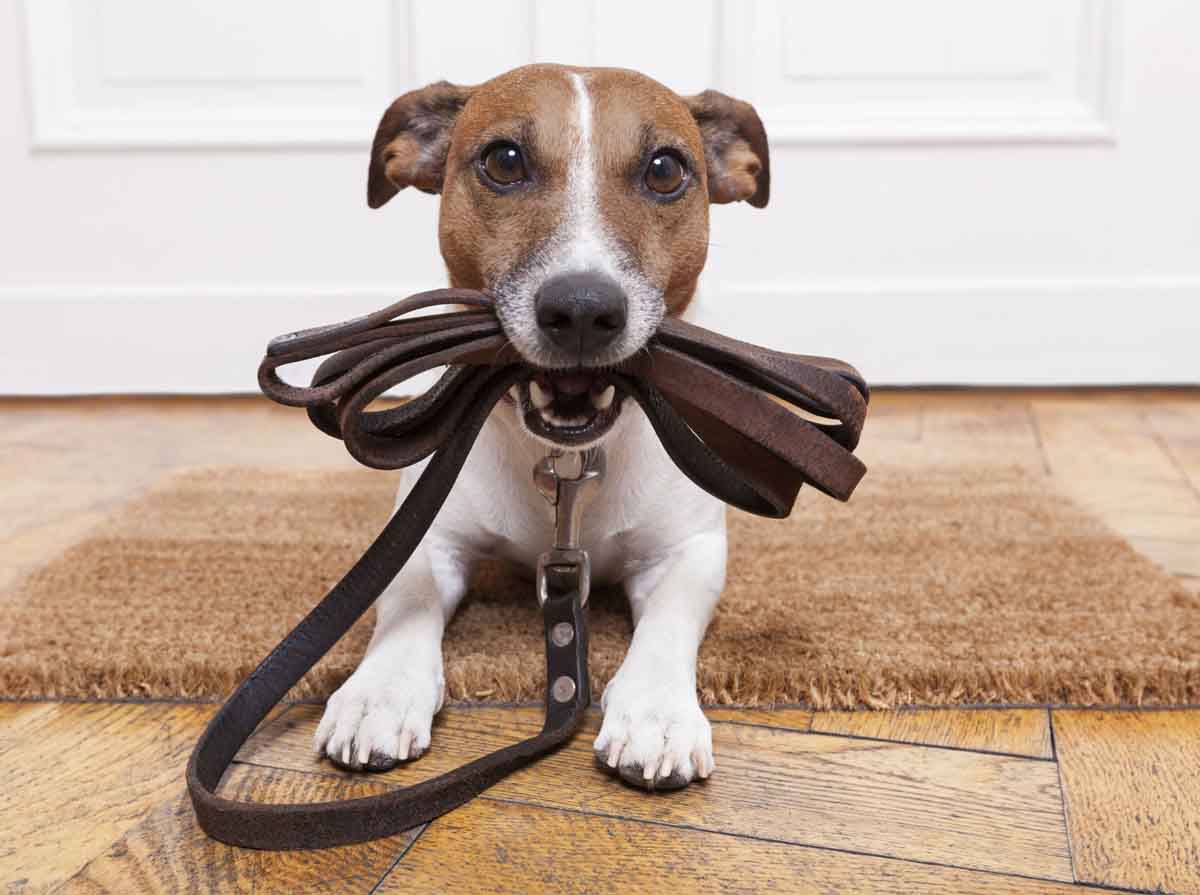 Accessori per animali messina guinzaglio per cani