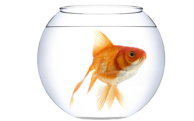 Acquario boccia Messina