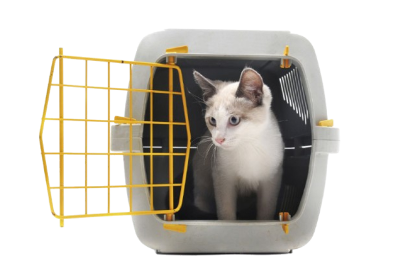 trasportino per gatti Messina