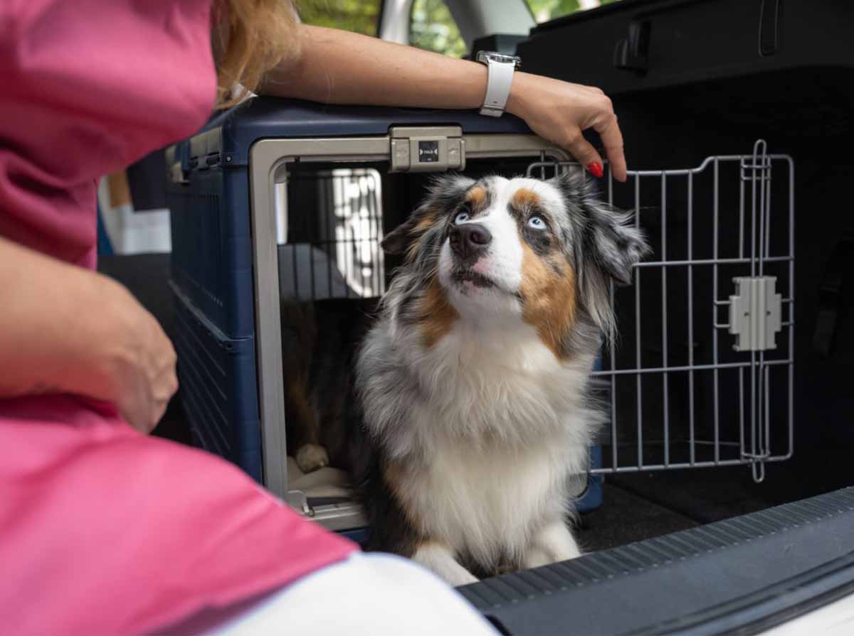 accessori per animali messina trasportino