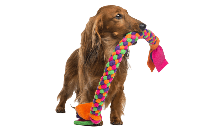 accessori per cani messina – cane con gioco in bocca