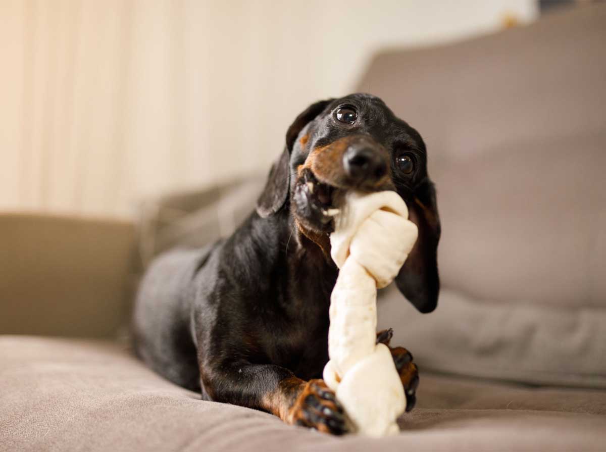 accessori per cani messina