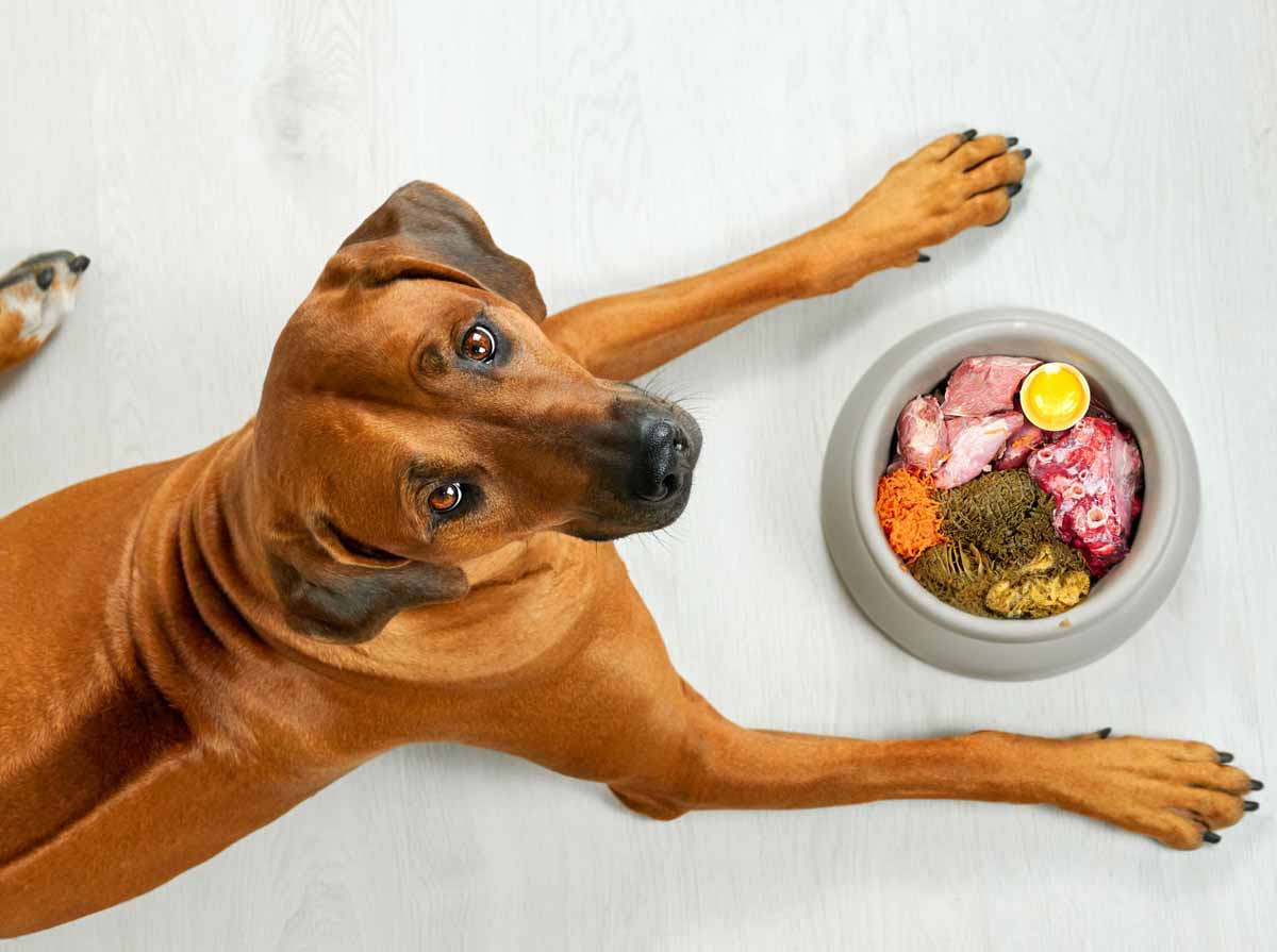 alimenti biologici per animali Messina