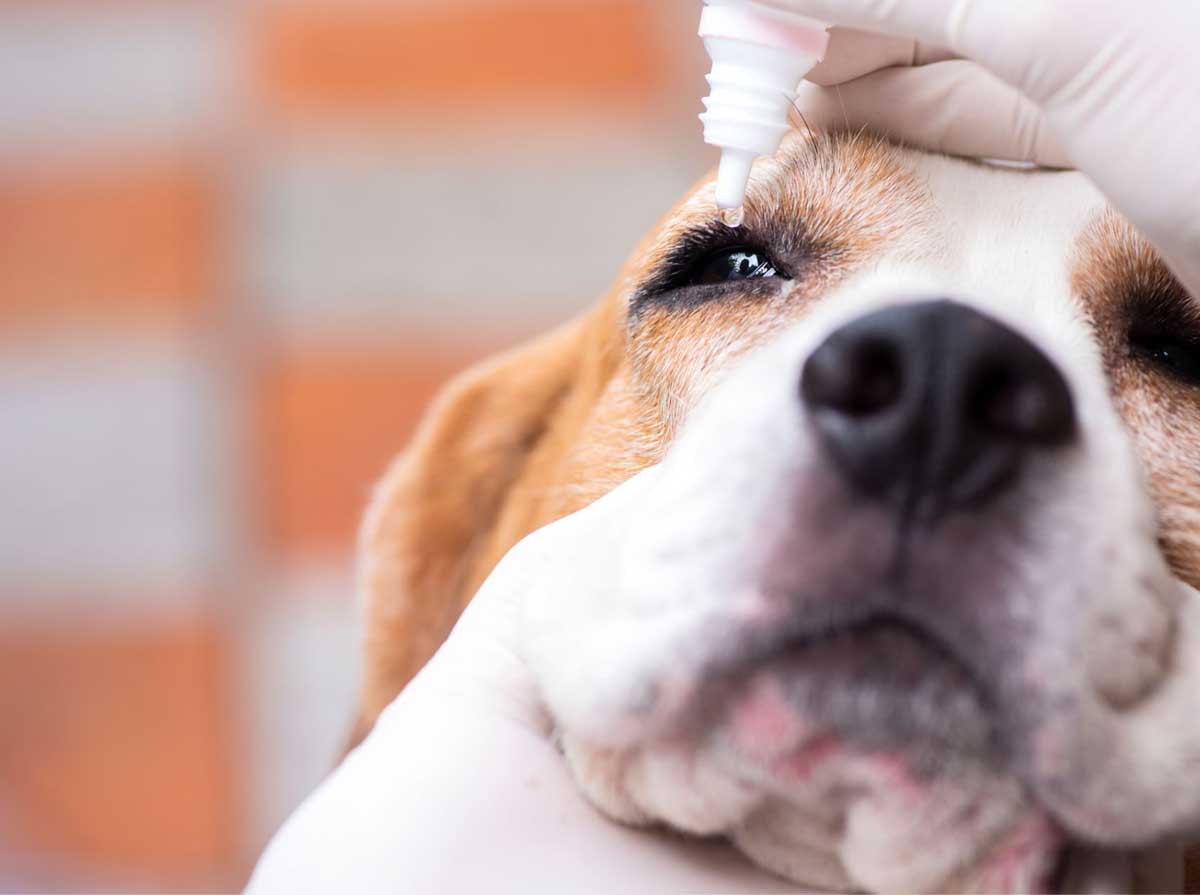 Antiparassitari per Animali Messina