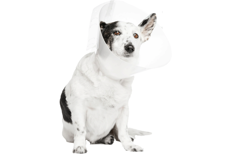 Antiparassitari per Animali Messina, cane con collare