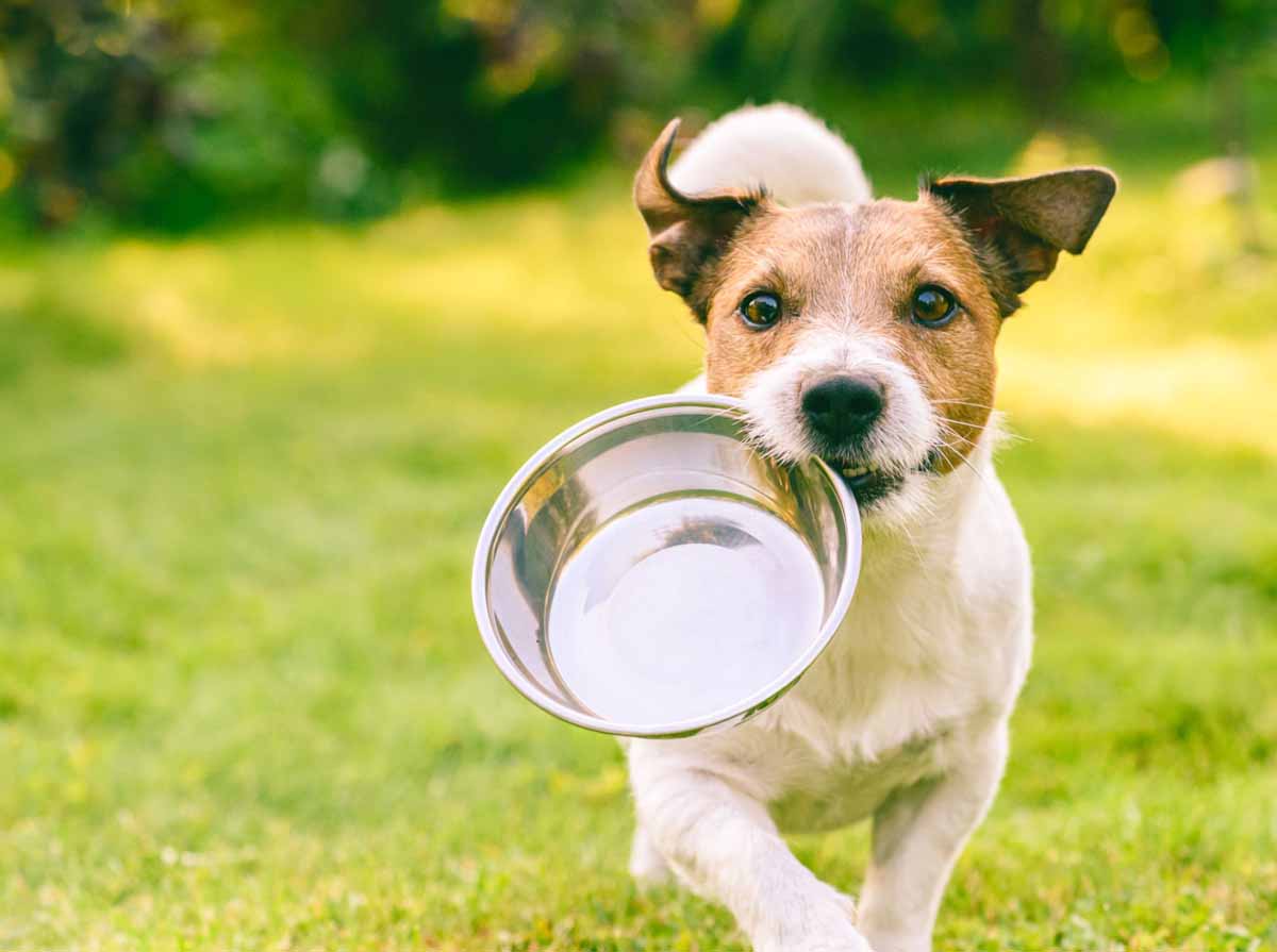 cibo per animali messina – cane con ciotola