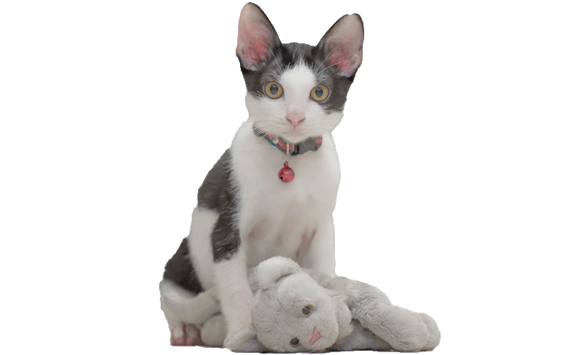 giochi interattivi per gatti