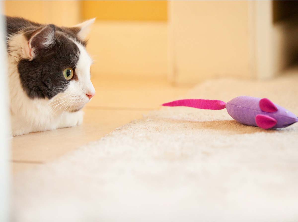 giochi per gatti a messina