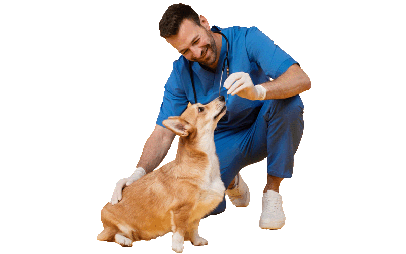 integratori per cane Messina