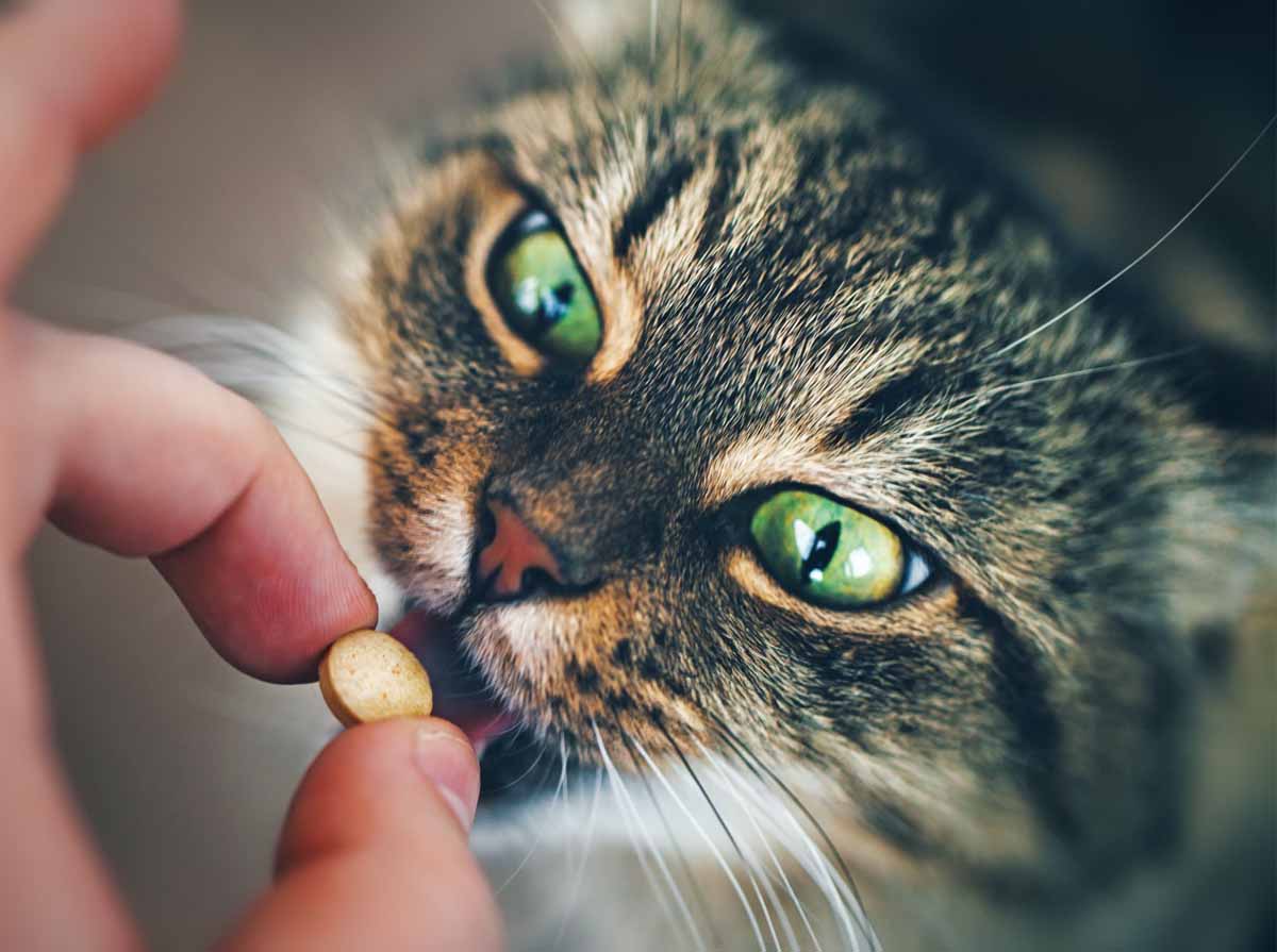 integratori per gatti domestici