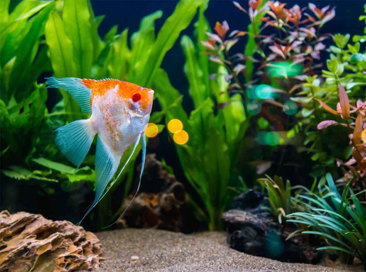 prodotti per acquari a messina