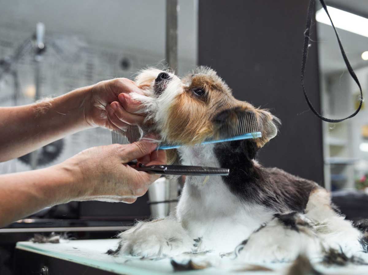 toelettatura animali a messina