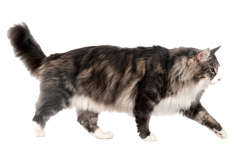 toelettatura gatto messina