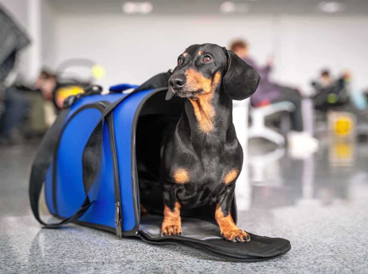 trasportino cane messina